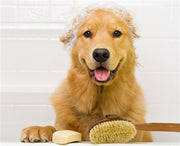Espree Flea & Tick Shampoo - 20oz