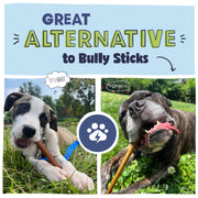 Pawstruck All Natural 5-6" Roasted Collagen Sticks for Dogs - Low Odor & Long Lasting Alternative to Bully Sticks and Rawhide Chews - Single Ingredient & Vet Approved - 10 Pack - Packaging May Vary